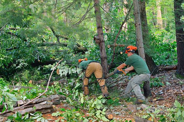 The Steps Involved in Our Tree Care Process in Schoolcraft, MI